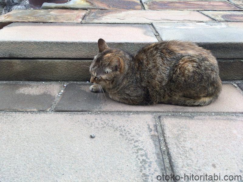 雲仙地獄 猫