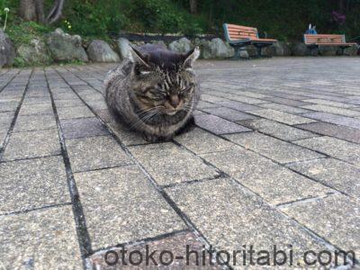 グラバースカイロード 猫